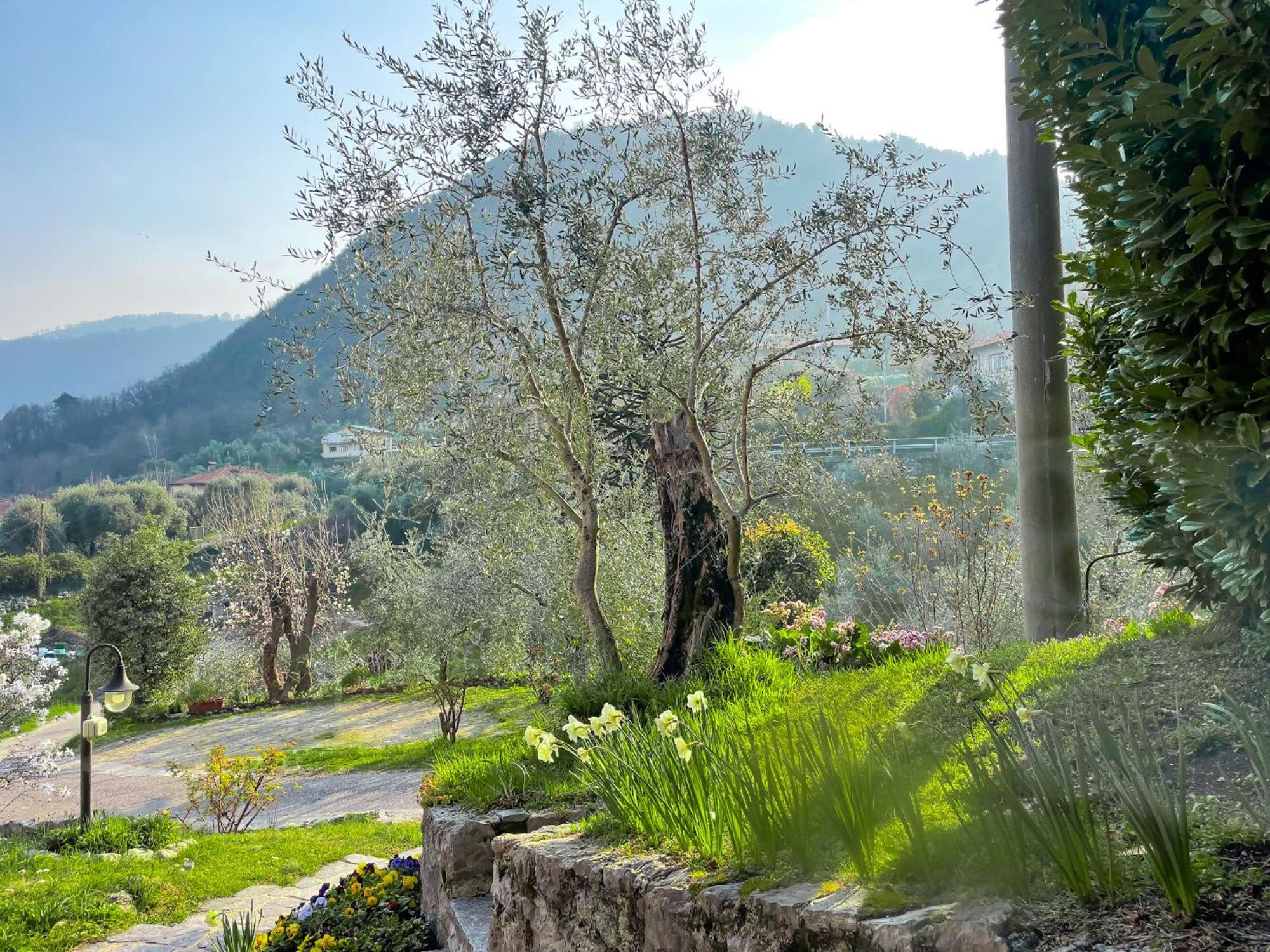 Breva Loft Tra Gli Ulivi Ed Il Lago Bellagio Bagian luar foto